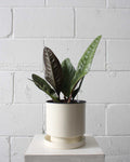 ANTHURIUM SUPERBUM 6" Grower Pot