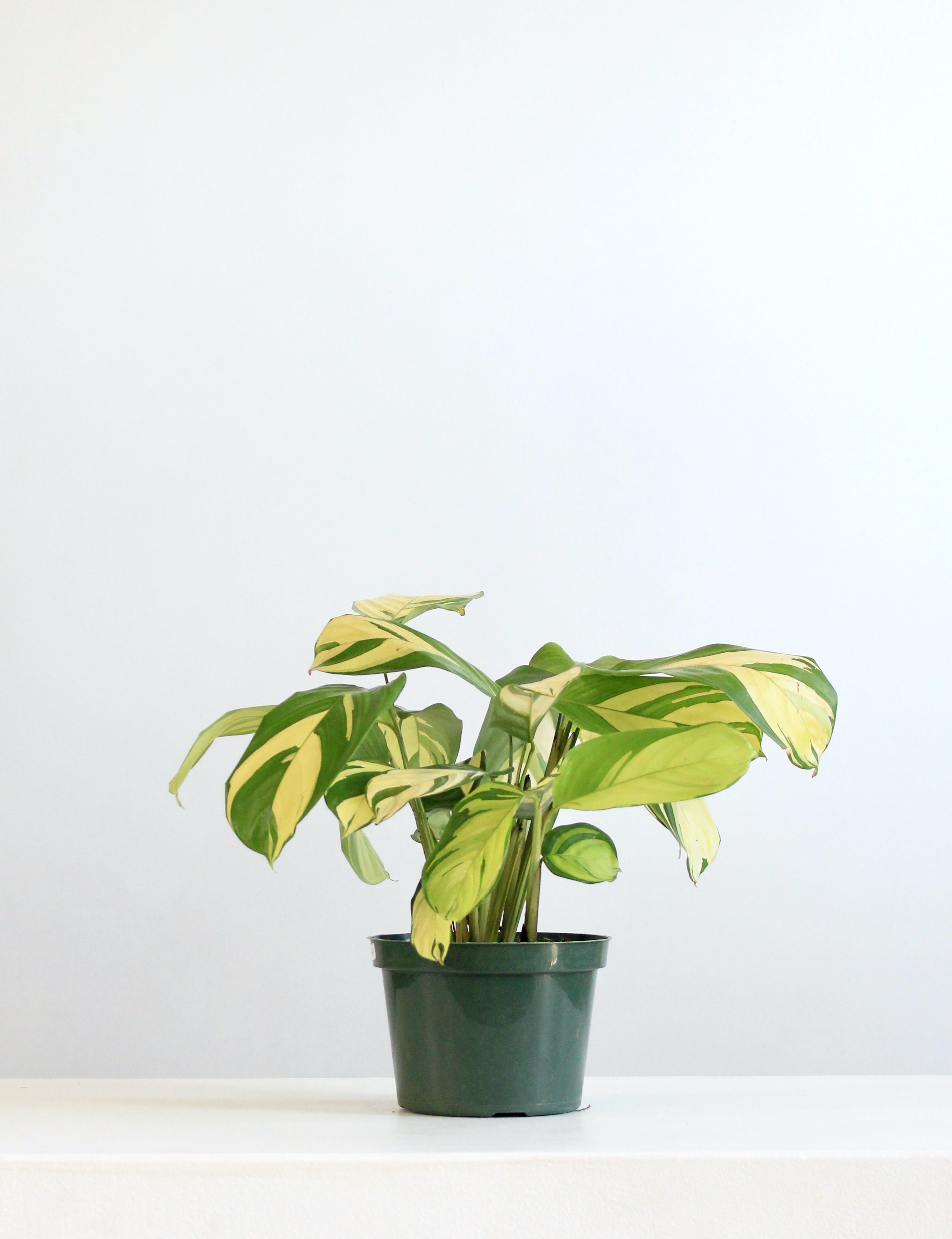 CTENANTHE LUBBERSIANA 'NEVER-NEVER PLANT' 6" Grower Pot