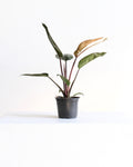 6" PHILODENDRON 'RED CONGO' Grower Pot