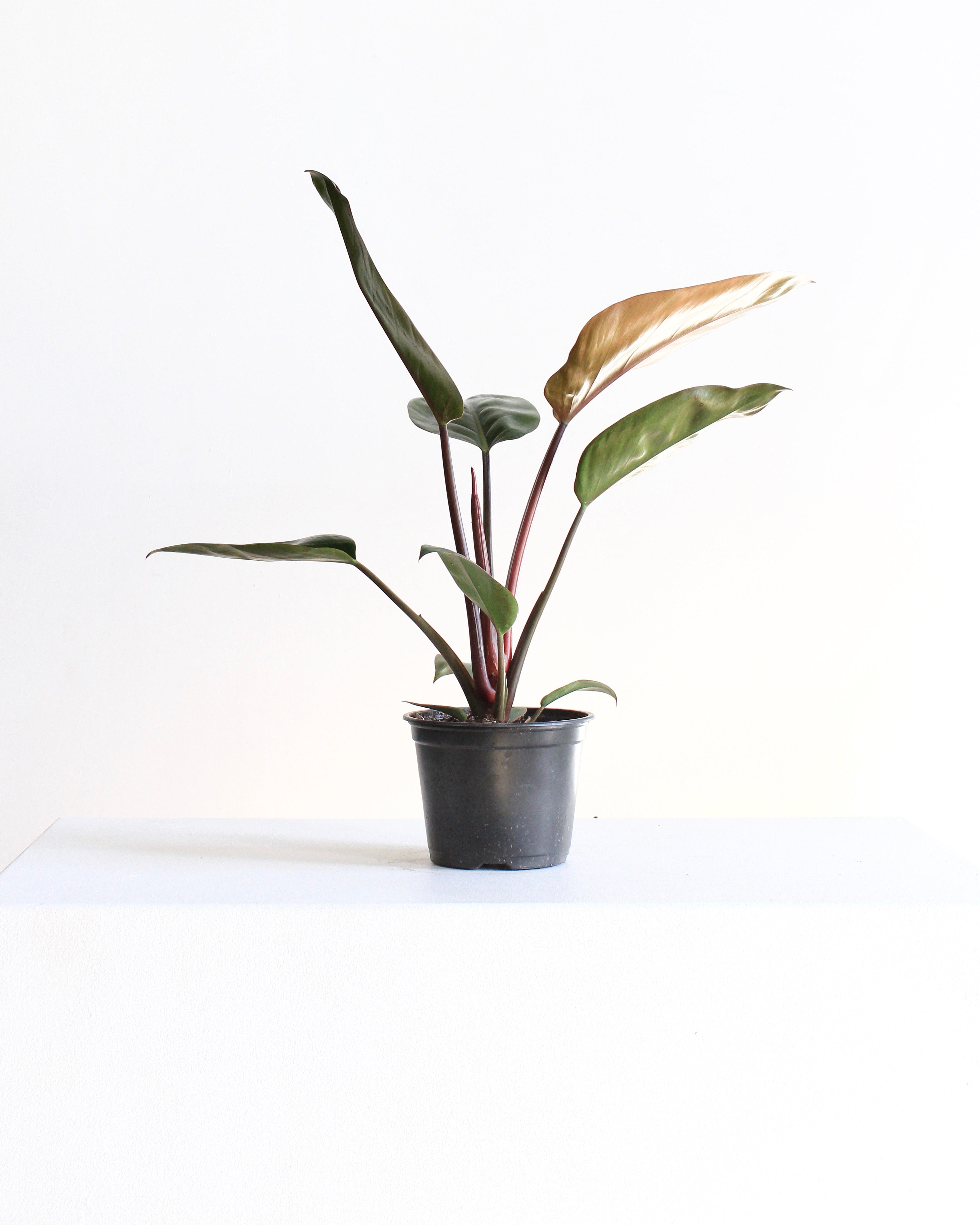 6" PHILODENDRON 'RED CONGO' Grower Pot