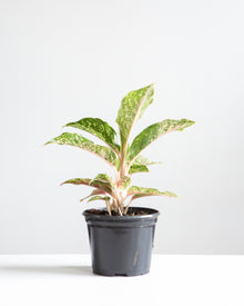  AGLAONEMA 'SPARKLING SARAH' 5" Grower Pot