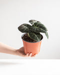 Black Velvet Elephant Ear: Alocasia reginula - 6 inch pot