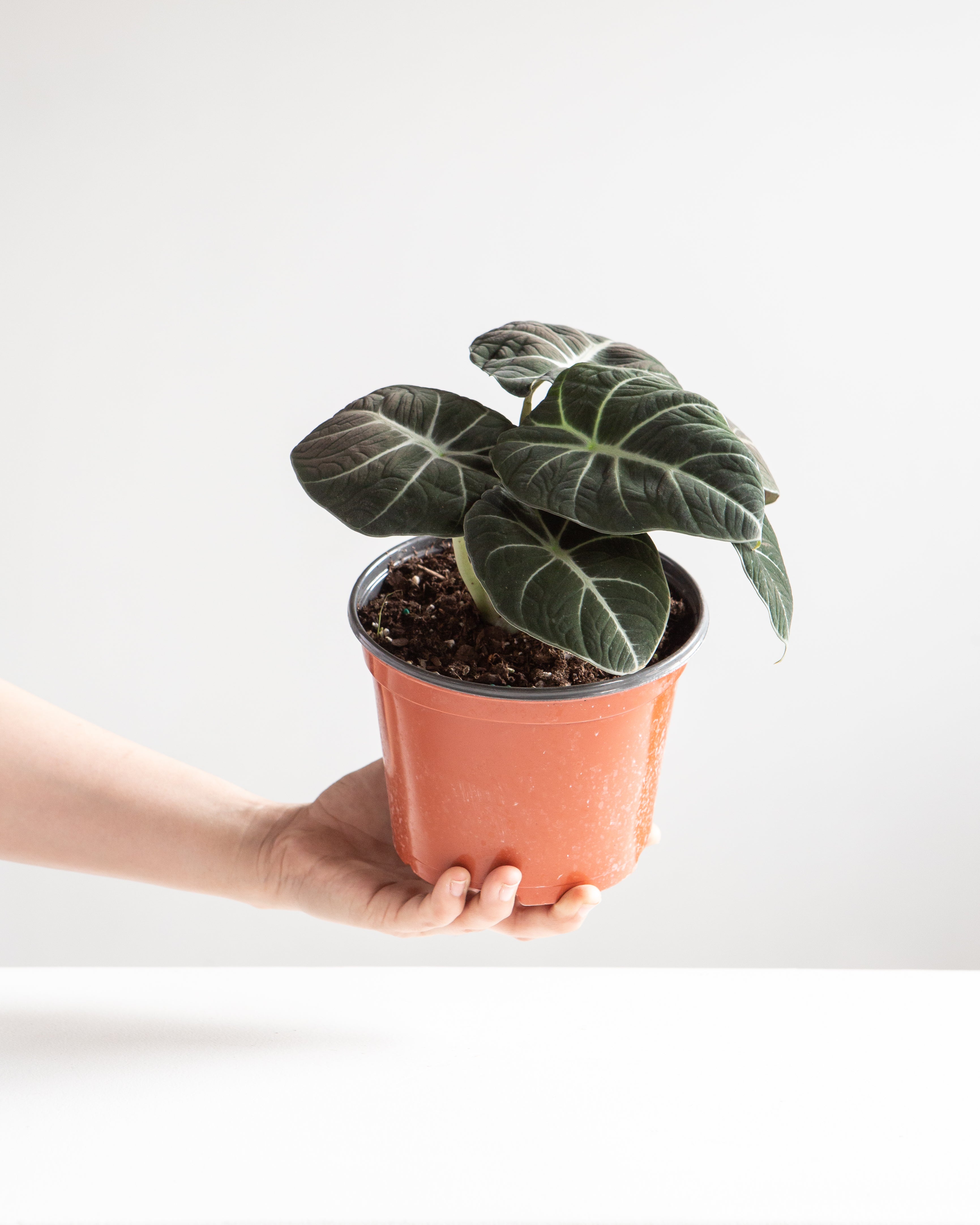 Black Velvet Elephant Ear: Alocasia reginula - 6 inch pot
