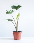 ALOCASIA 'STINGRAY' 6" Grower Pot