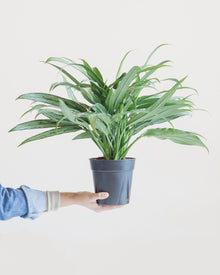  AGLAONEMA 'CUTLASS' 6" Grower Pot