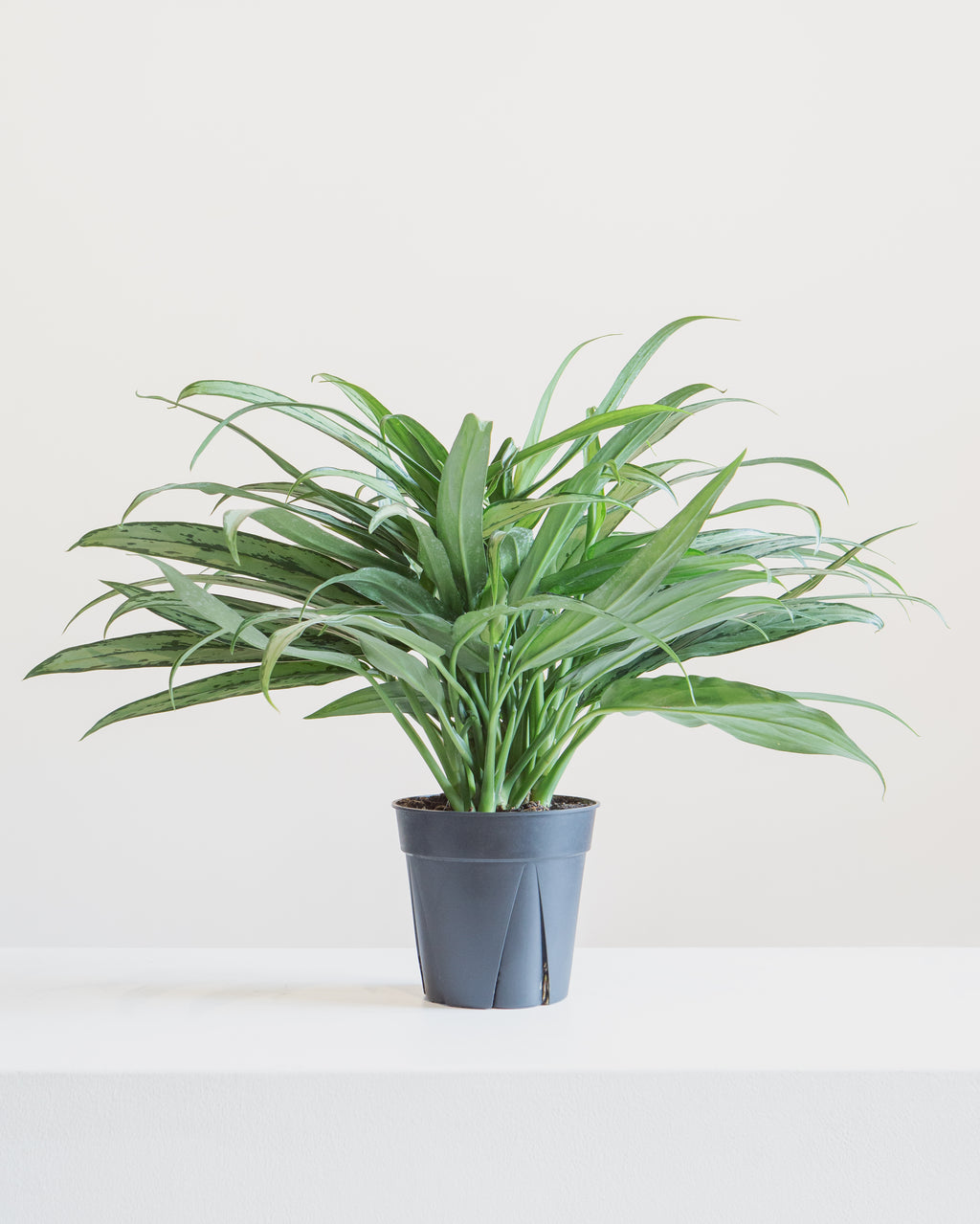 Cutlass Chinese Evergreen: Aglaonema - 6 inch pot