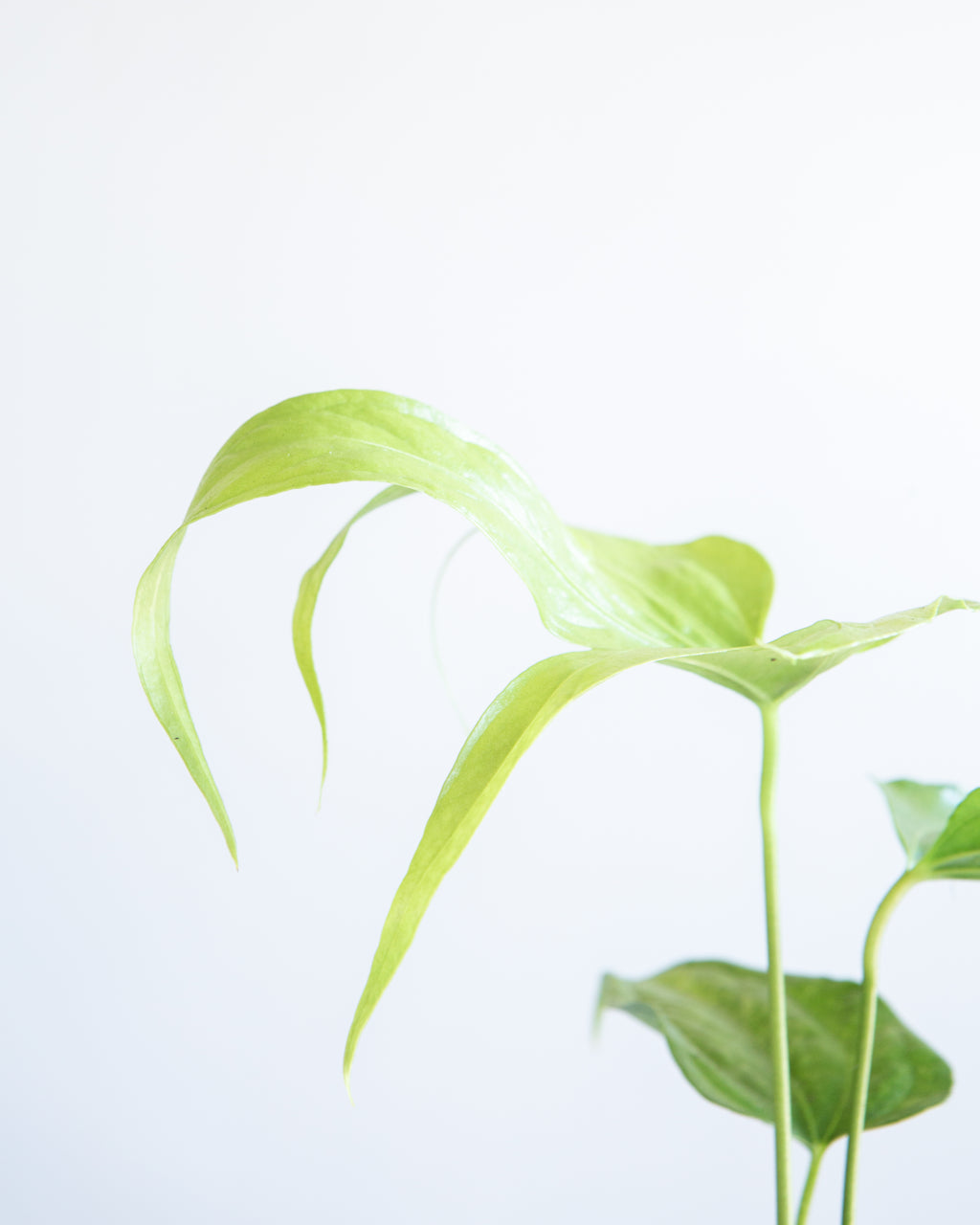 Finger Laceleaf: Anthurium pedatoradiatum - 6 inch pot