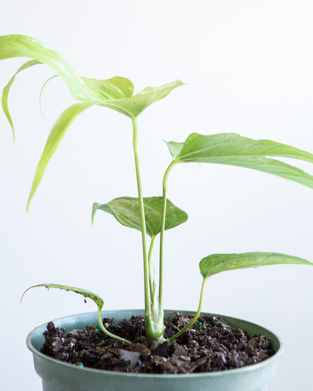 Finger Laceleaf: Anthurium pedatoradiatum - 6 inch pot