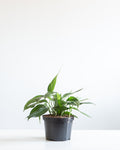 Baltic Blue Pothos: Epipremnum aureum - 6 inch pot