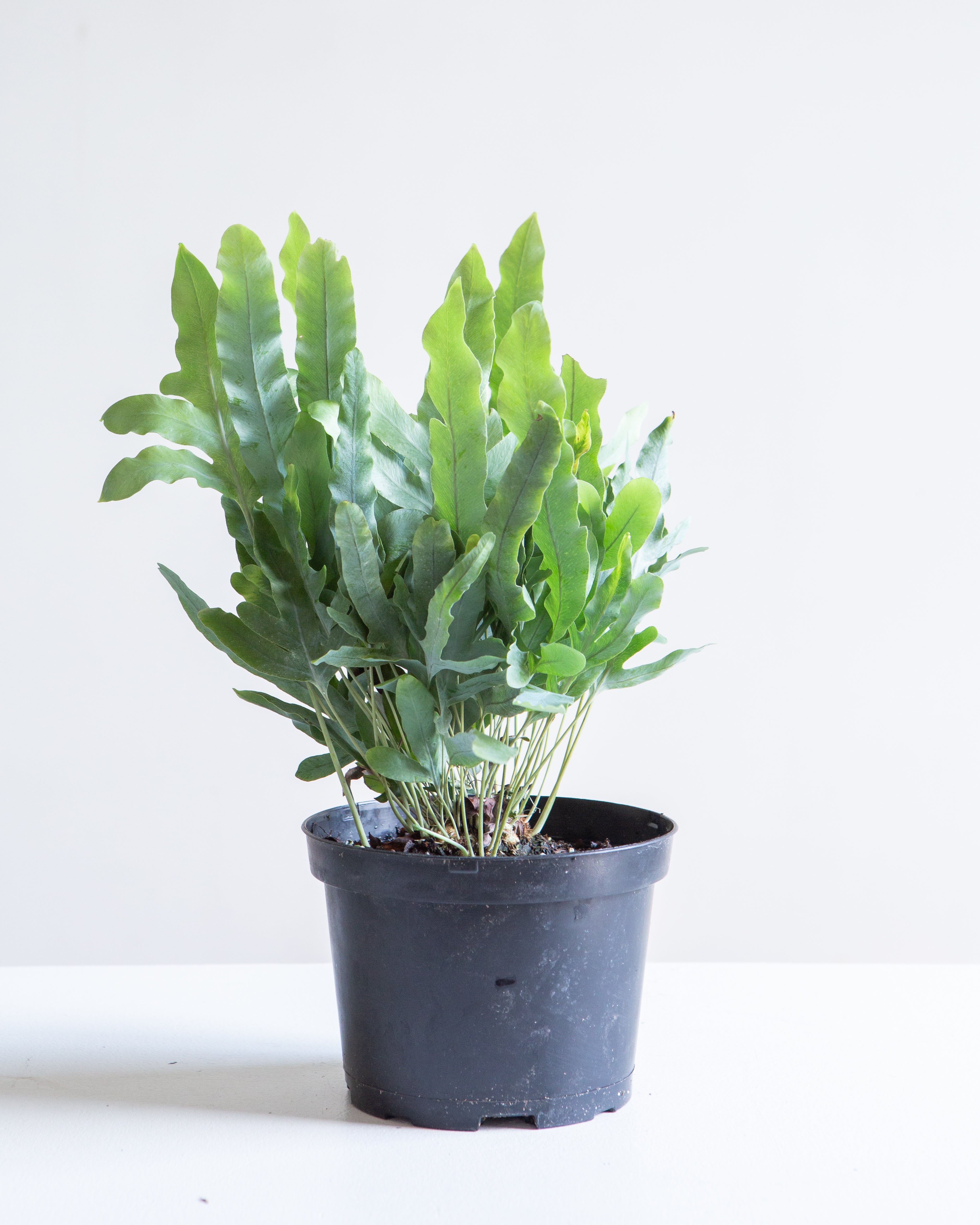 BLUE STAR FERN 6" Grower Pot