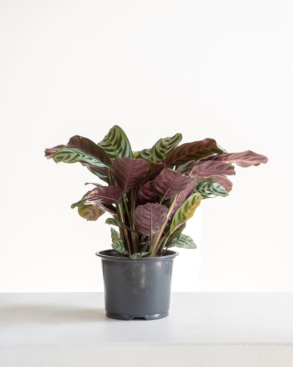 Burl Marx Calathea: Goeppertia - 6 inch pot