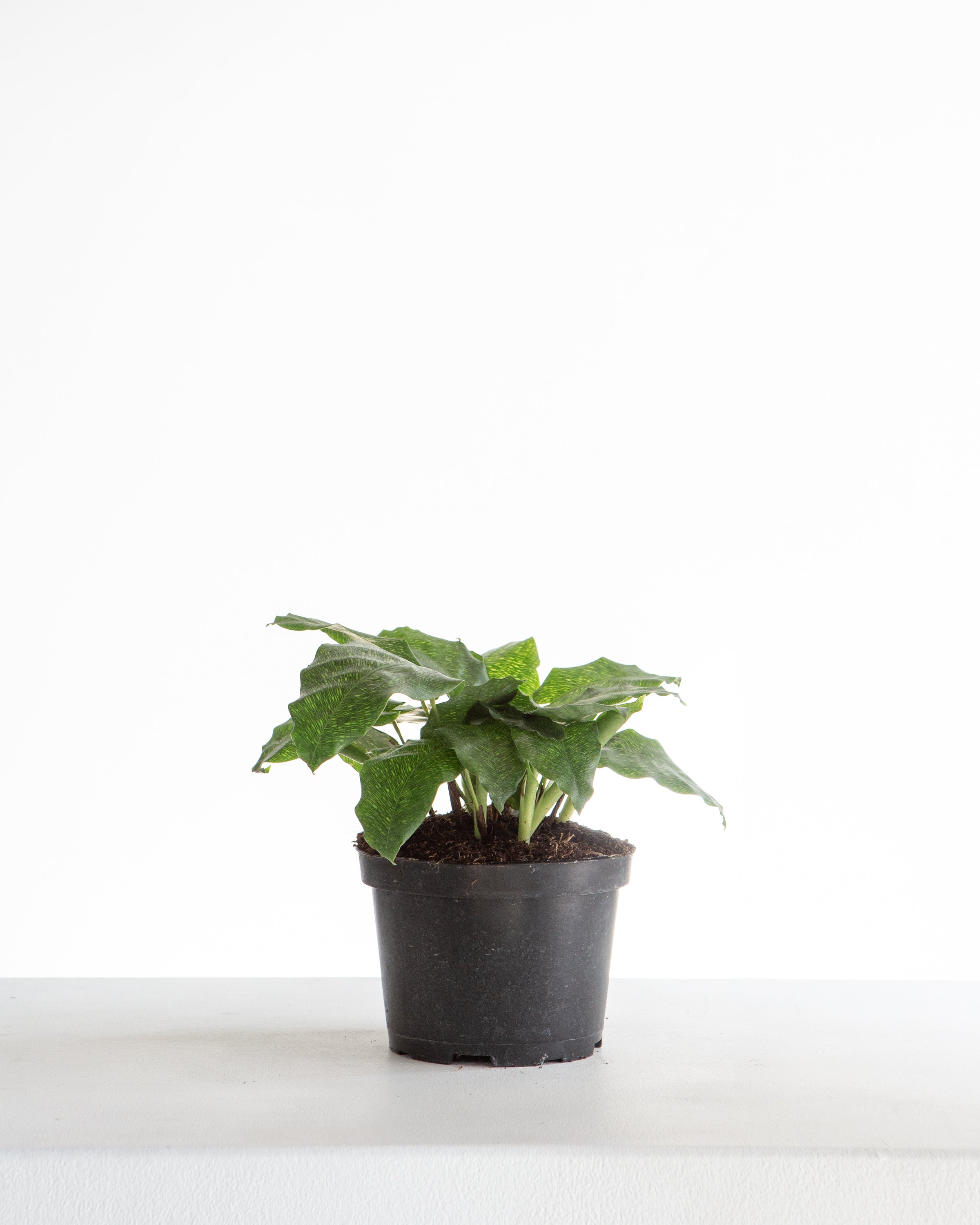 Network Calathea Musaica: Goeppertia kegeljanii - 6 inch pot