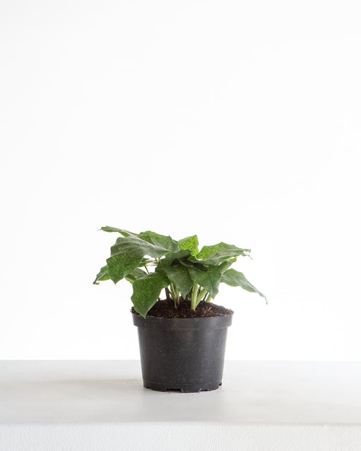 Network Calathea Musaica: Goeppertia kegeljanii - 6 inch pot