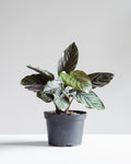 Pinstripe Calathea: Goeppertia ornata - 6 inch pot