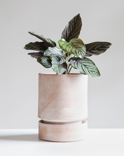 Pinstripe Calathea: Goeppertia ornata - 6 inch pot