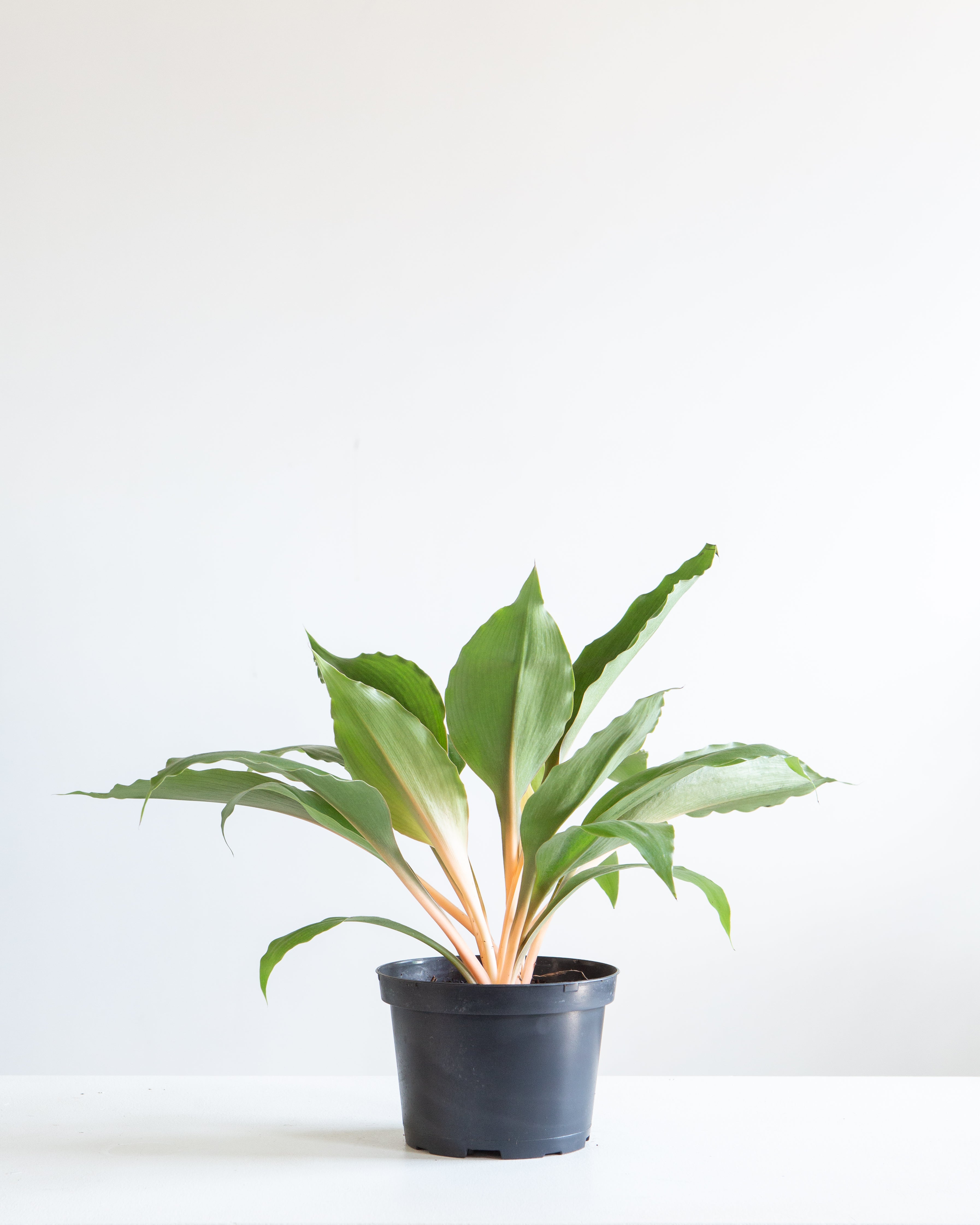 CHLOROPHYTUM 'MANDARIN' 6" Grower Pot