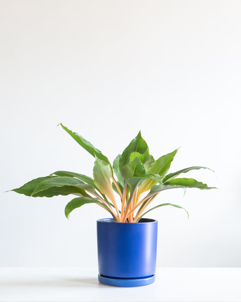 CHLOROPHYTUM 'MANDARIN' 6" Grower Pot