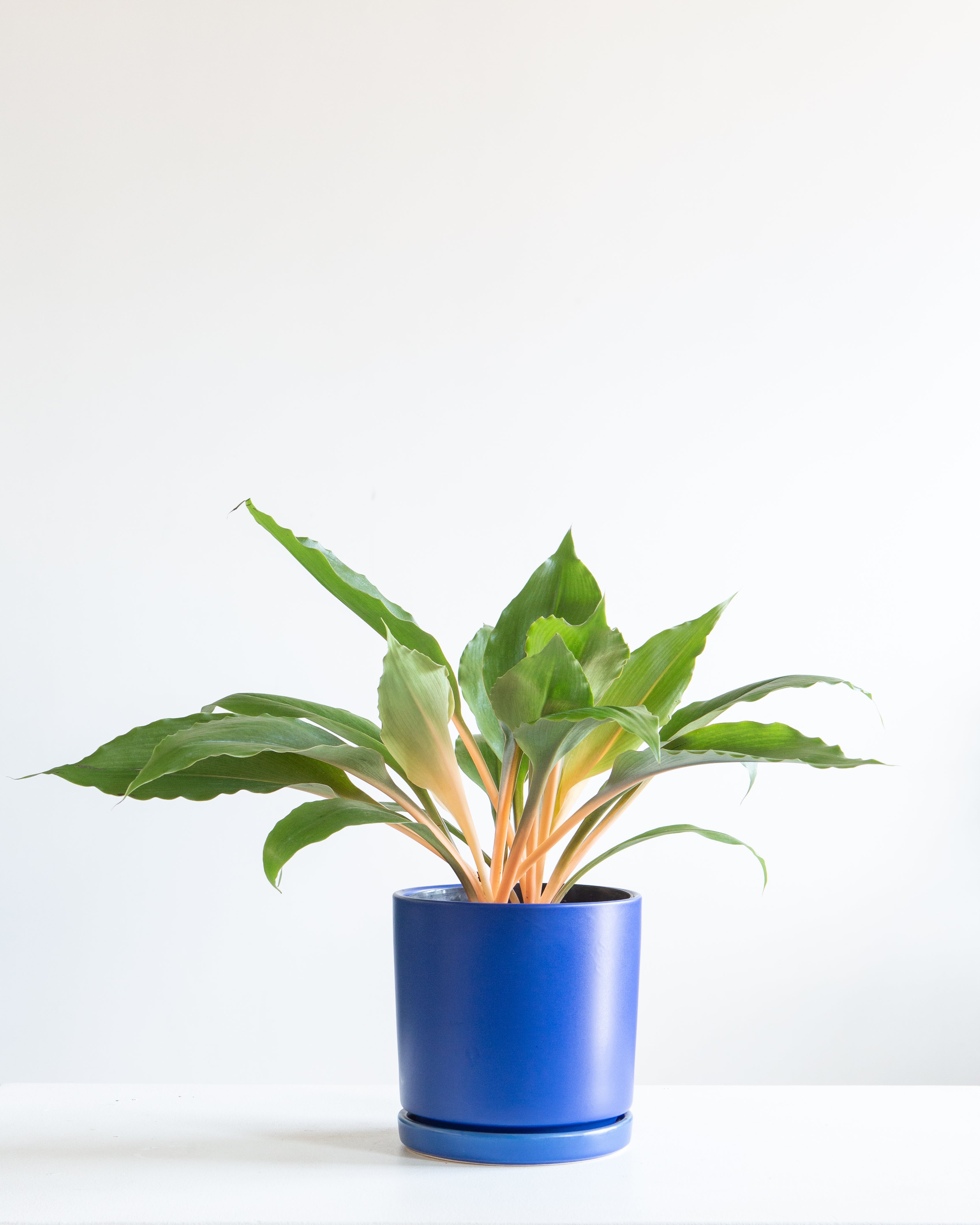 CHLOROPHYTUM 'MANDARIN' 6" Grower Pot