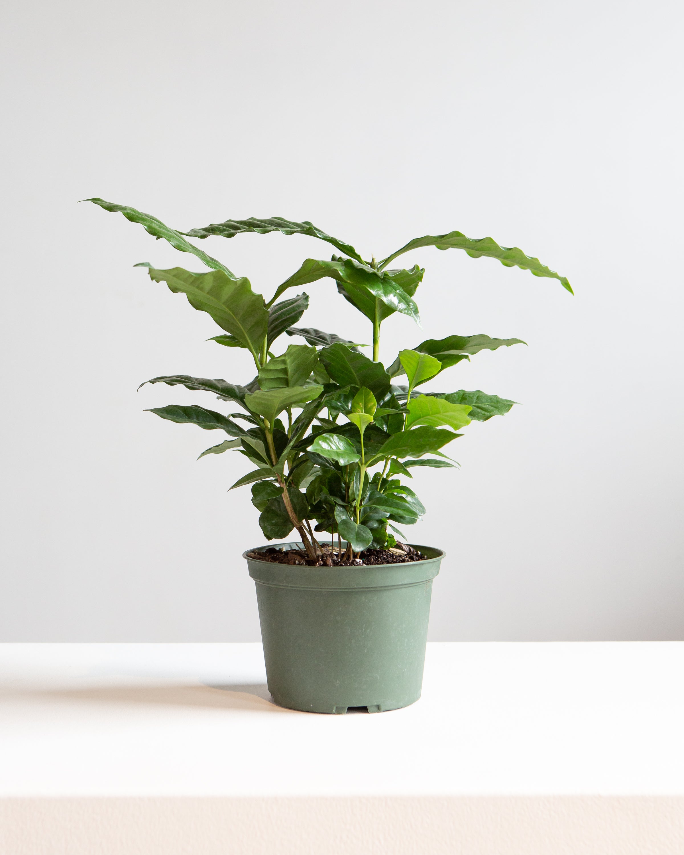 Coffee Plant: Coffee arabica - 6 inch pot