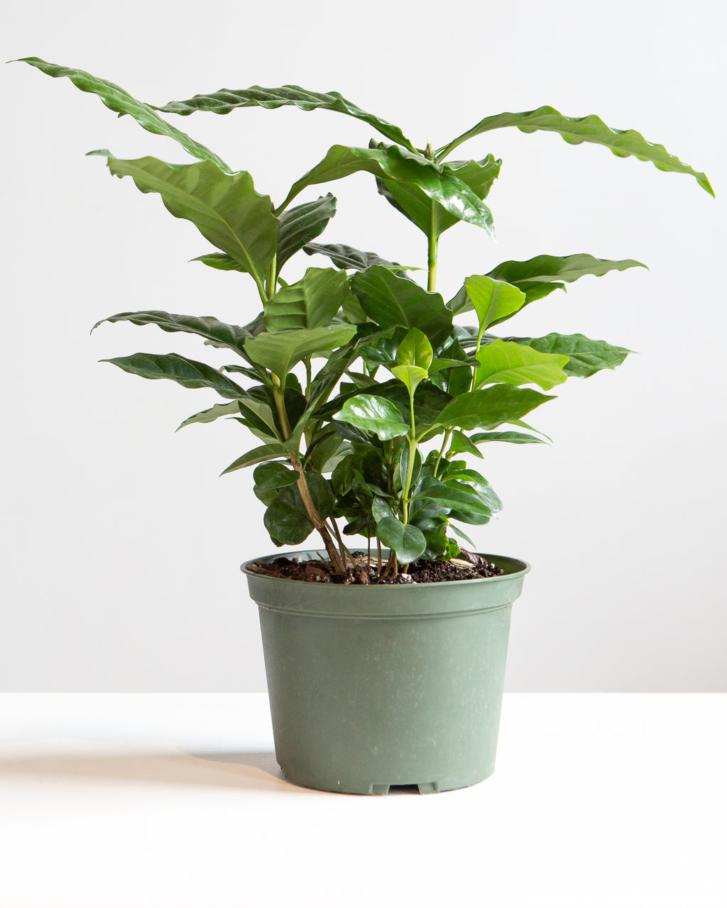 Coffee Plant: Coffee arabica - 6 inch pot