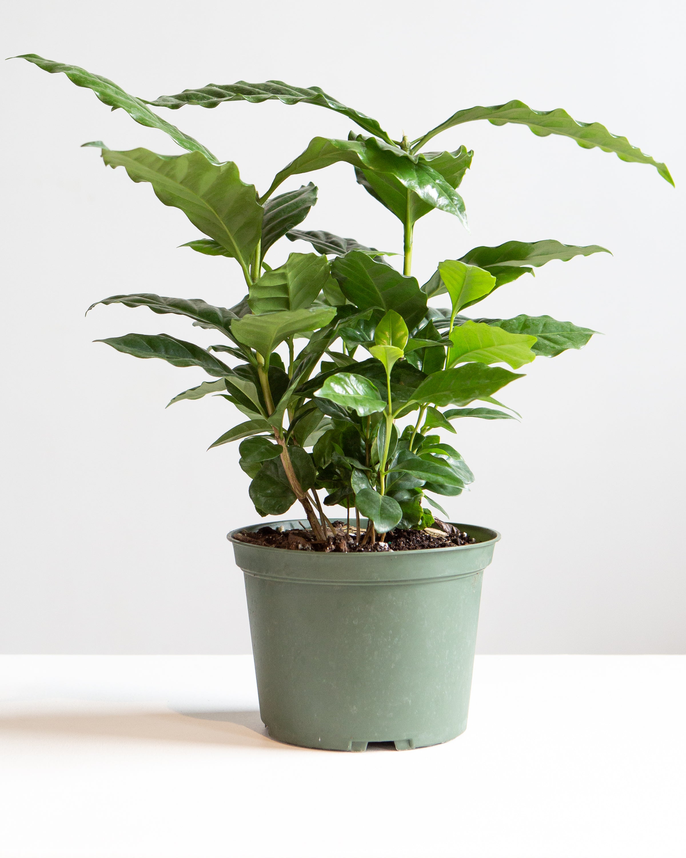 Coffee Plant: Coffee arabica - 6 inch pot