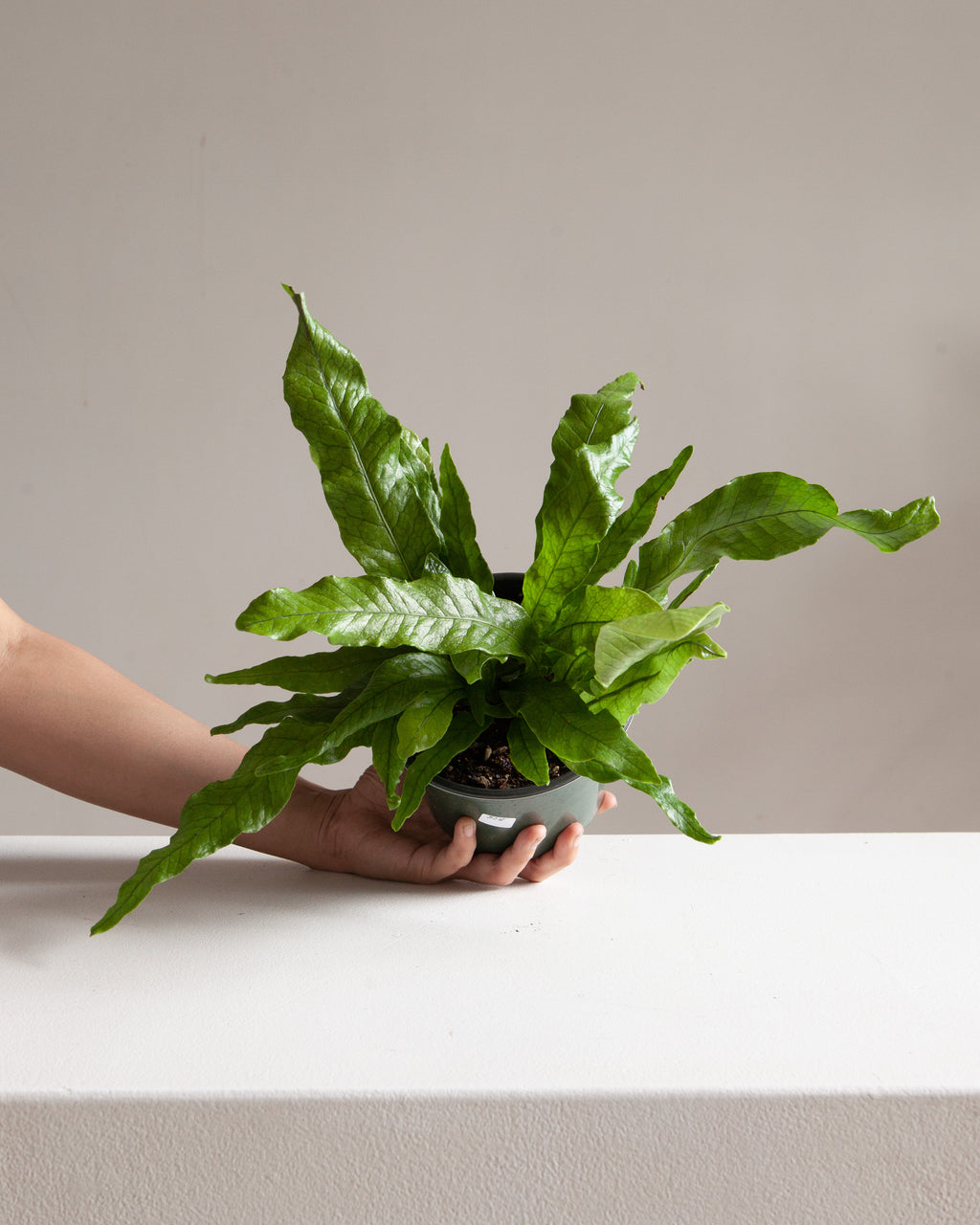 Crocodile Fern: Microsorum musifolium - 6 inch pot