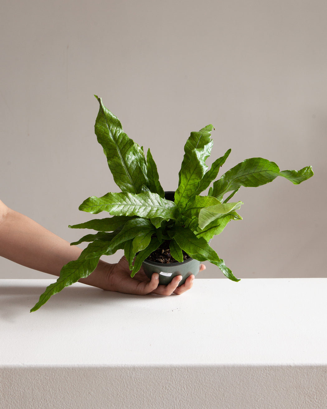 Crocodile Fern: Microsorum musifolium - 6 inch pot