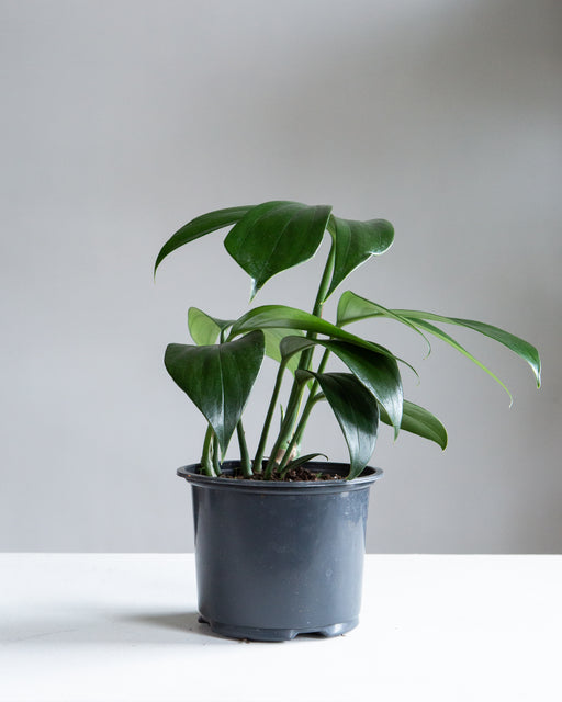 Dragon Tail: Rhaphidophora decursiva - 6 inch pot