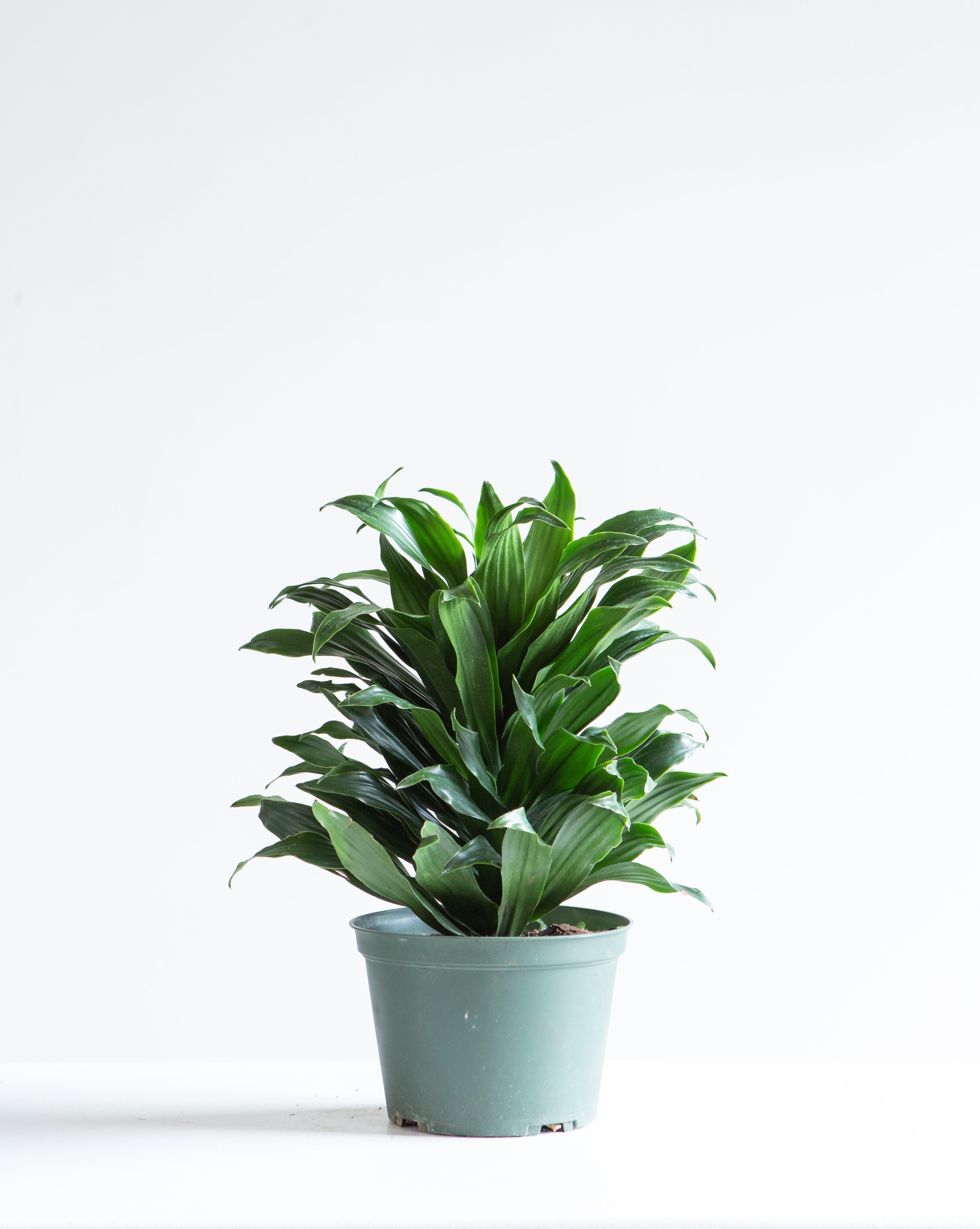 Janet Craig: Dracaena fragrans 'Compacta' - 6 inch pot