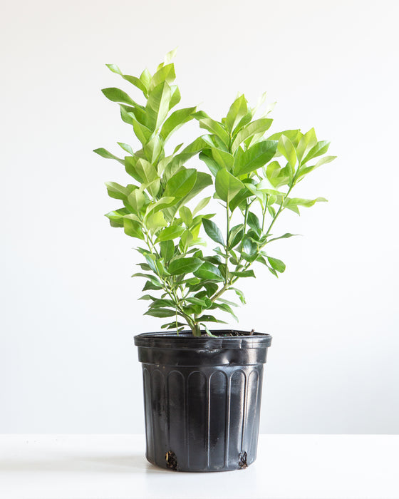 EUREKA LEMON BUSH 10" Grower Pot