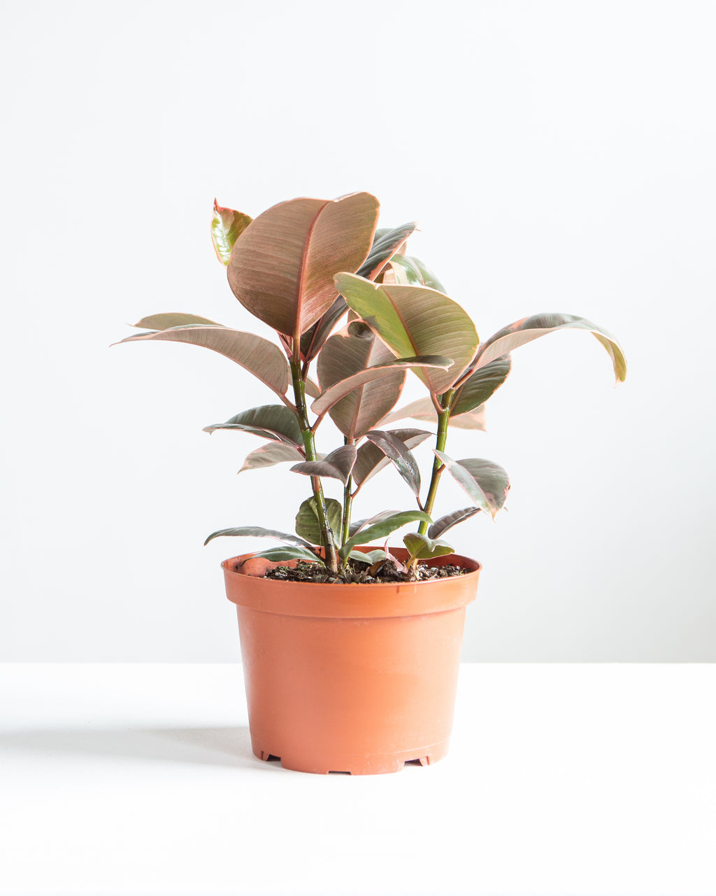 Ruby Rubber Plant: Ficus elastica - 6 inch pot