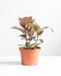 Ruby Rubber Plant: Ficus elastica - 6 inch pot