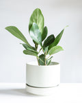 Ficus Audrey: Ficus benghalensis - 6 inch pot