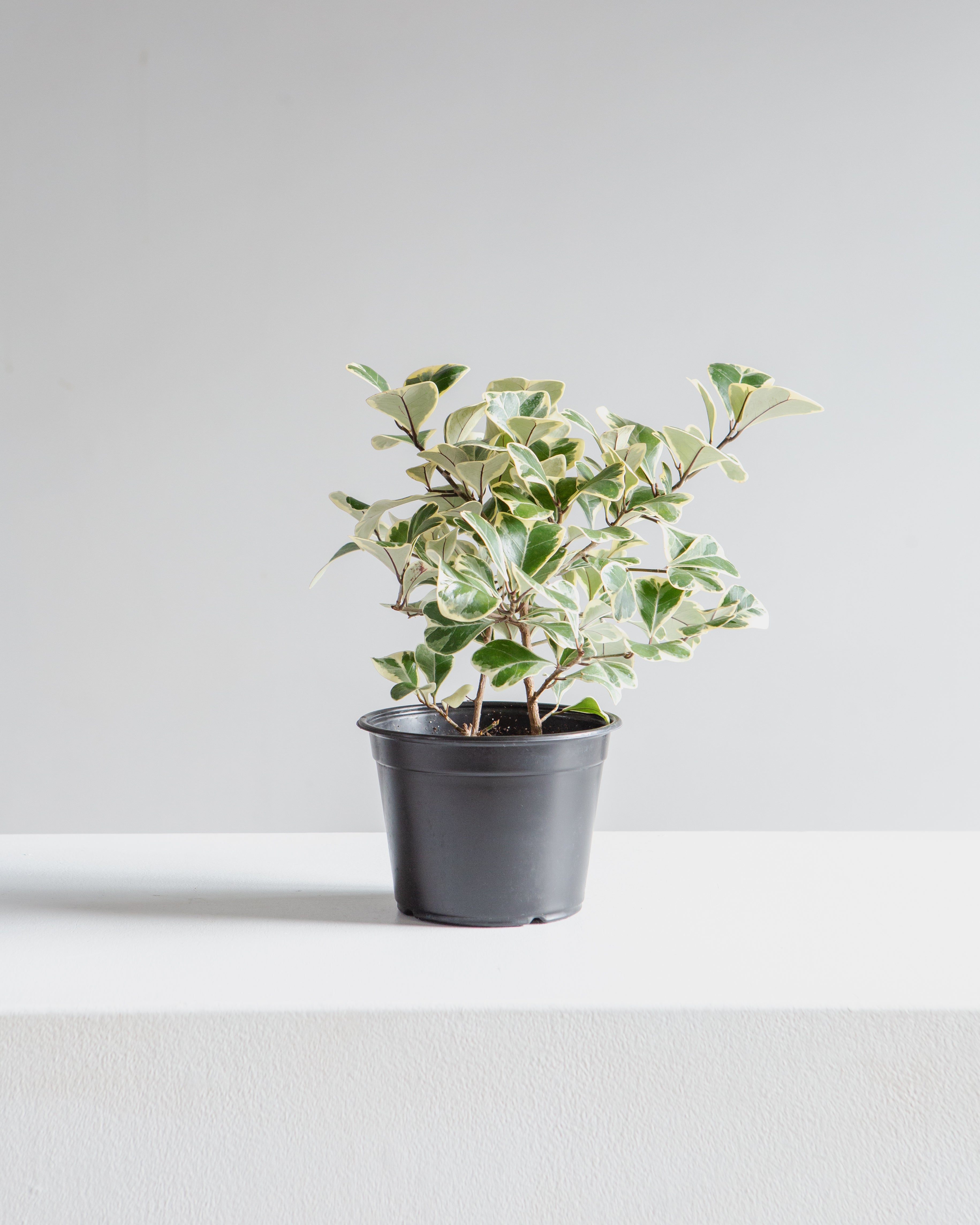 Variegated Natal Fig: Ficus triangularis - 6 inch pot