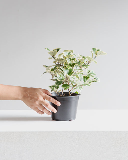 Variegated Natal Fig: Ficus triangularis - 6 inch pot