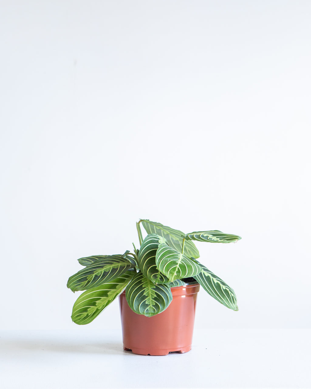 Green Striped Prayer Plant: Maranta leuconeura 'Lemon Lime' - 6 inch pot