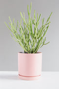 6 Inch MOMMA POTS CYLINDER - BUBBLEGUM