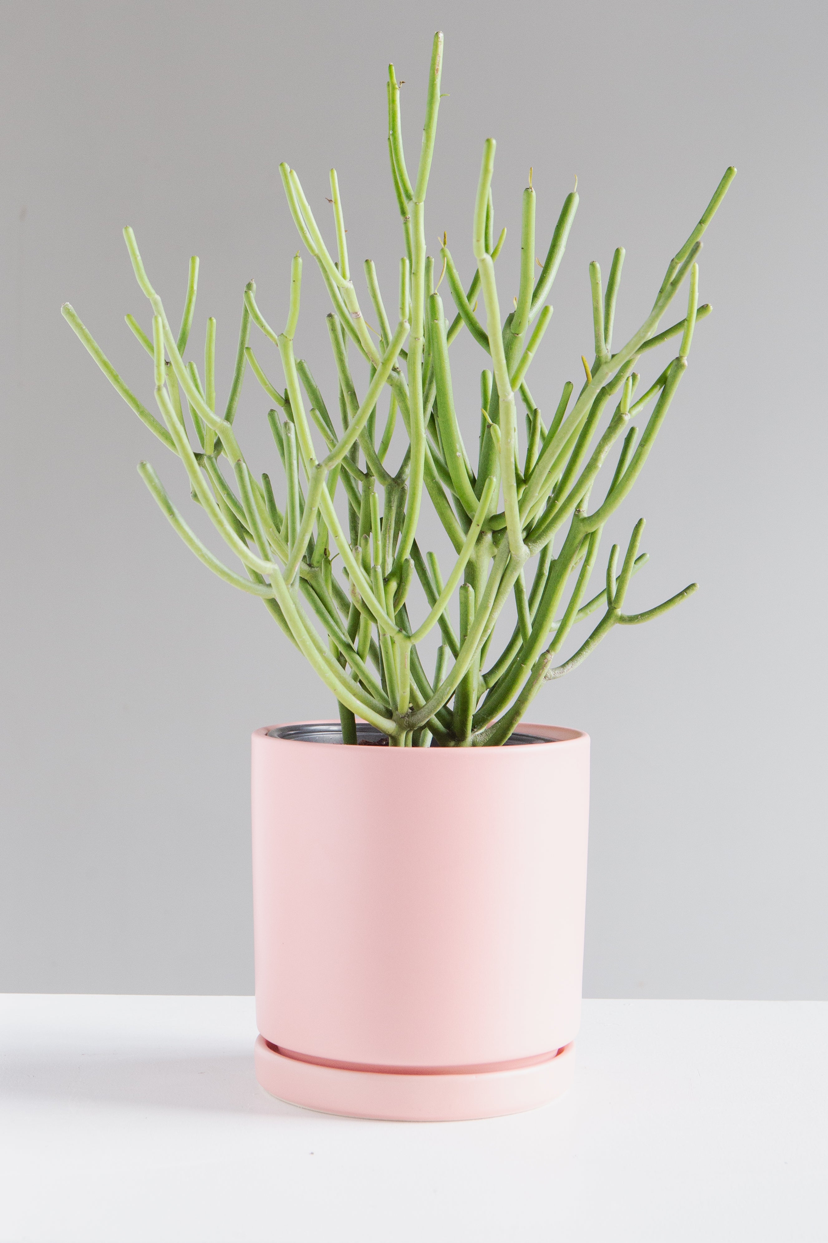 6 Inch MOMMA POTS CYLINDER - BUBBLEGUM
