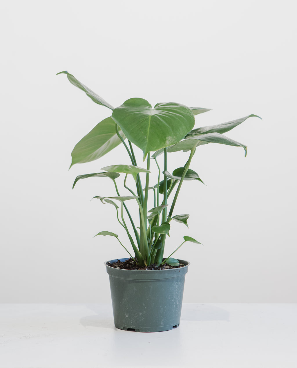 Swiss Cheese Plant: Monstera deliciosa - 5 inch pot