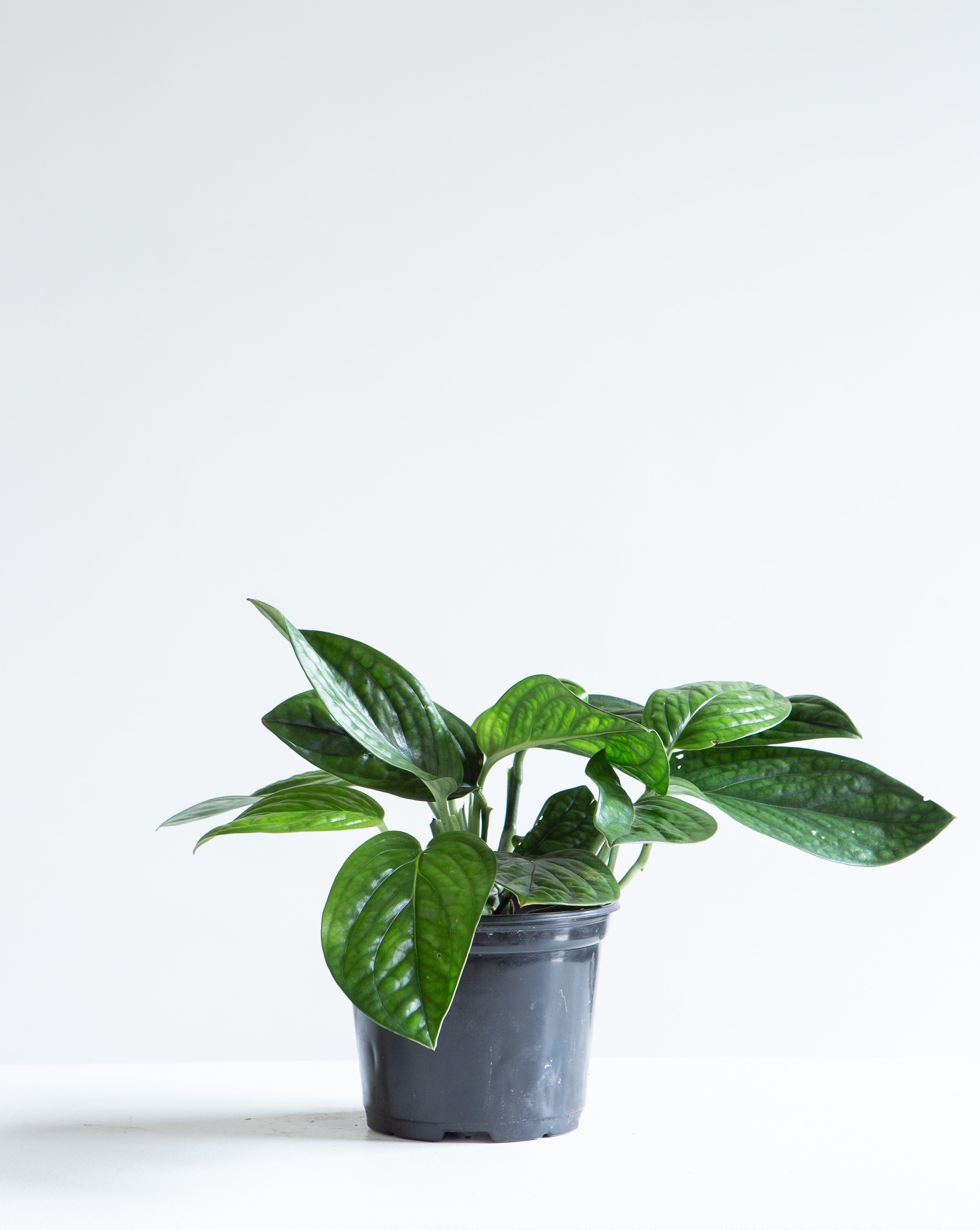 MONSTERA PERU 6" Grower Pot
