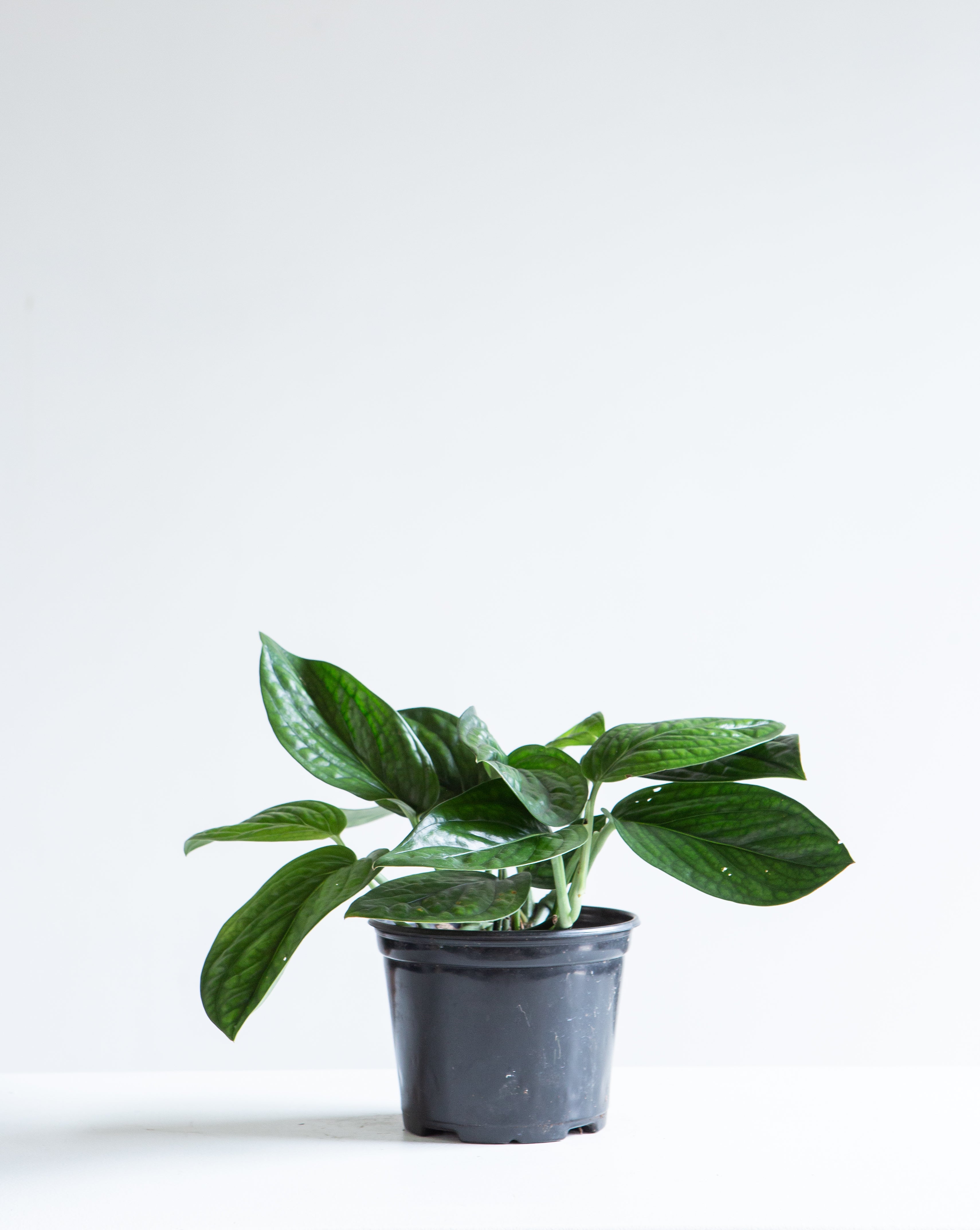 MONSTERA PERU 6" Grower Pot