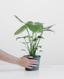  MONSTERA 6" Grower Pot