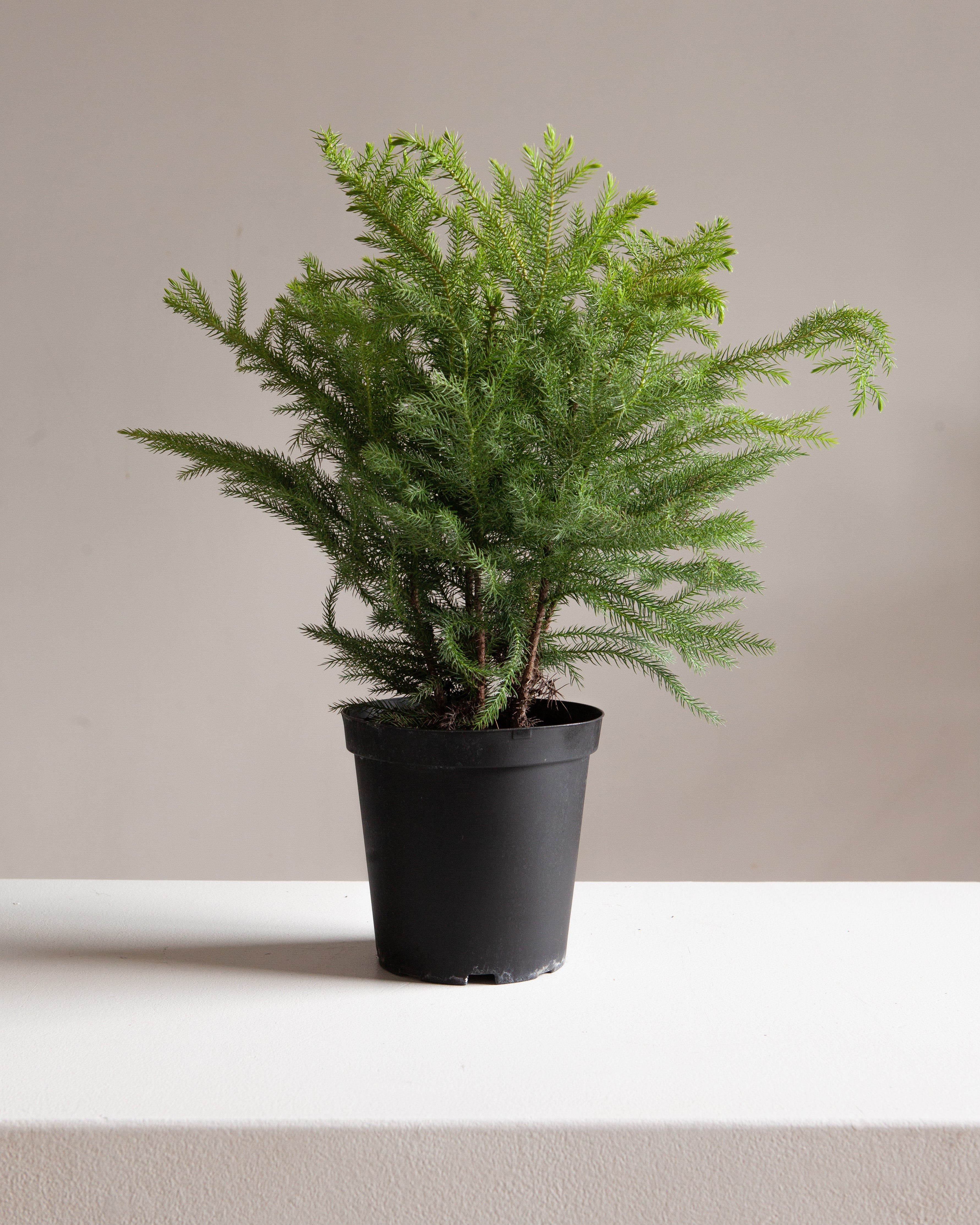 Norfolk Island Pine: Araucaria heterophylla - 6 inch pot