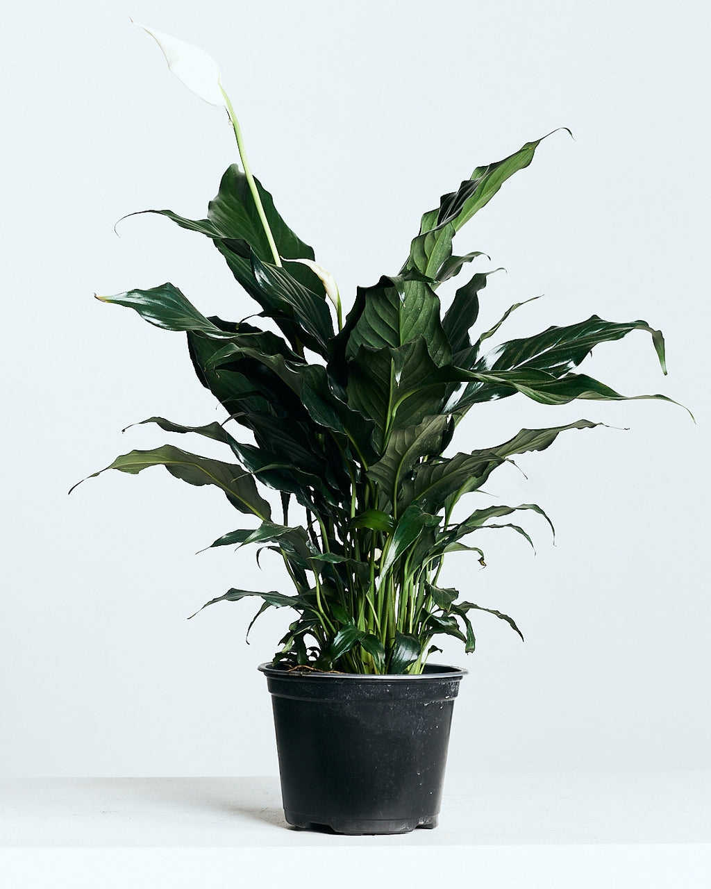 Peace Lily: Spathiphyllum - 6 inch pot