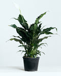 Peace Lily: Spathiphyllum - 6 inch pot