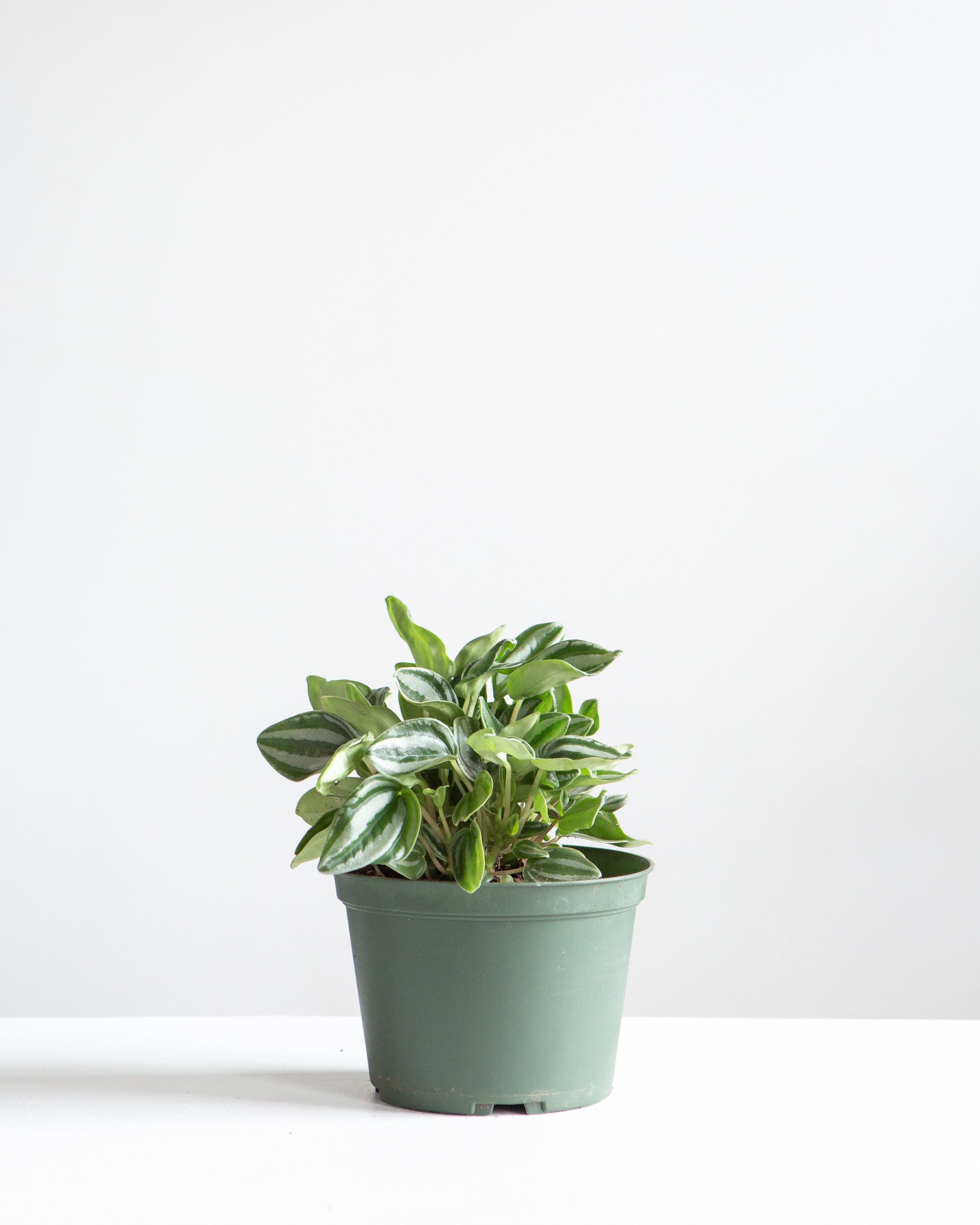 Watermelon Peperomia: Peperomia argyreia - 6 inch pot