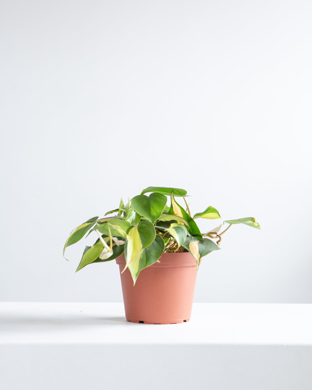 Brasil Heart Leaf: Philodendron cordatum - 6 inch pot