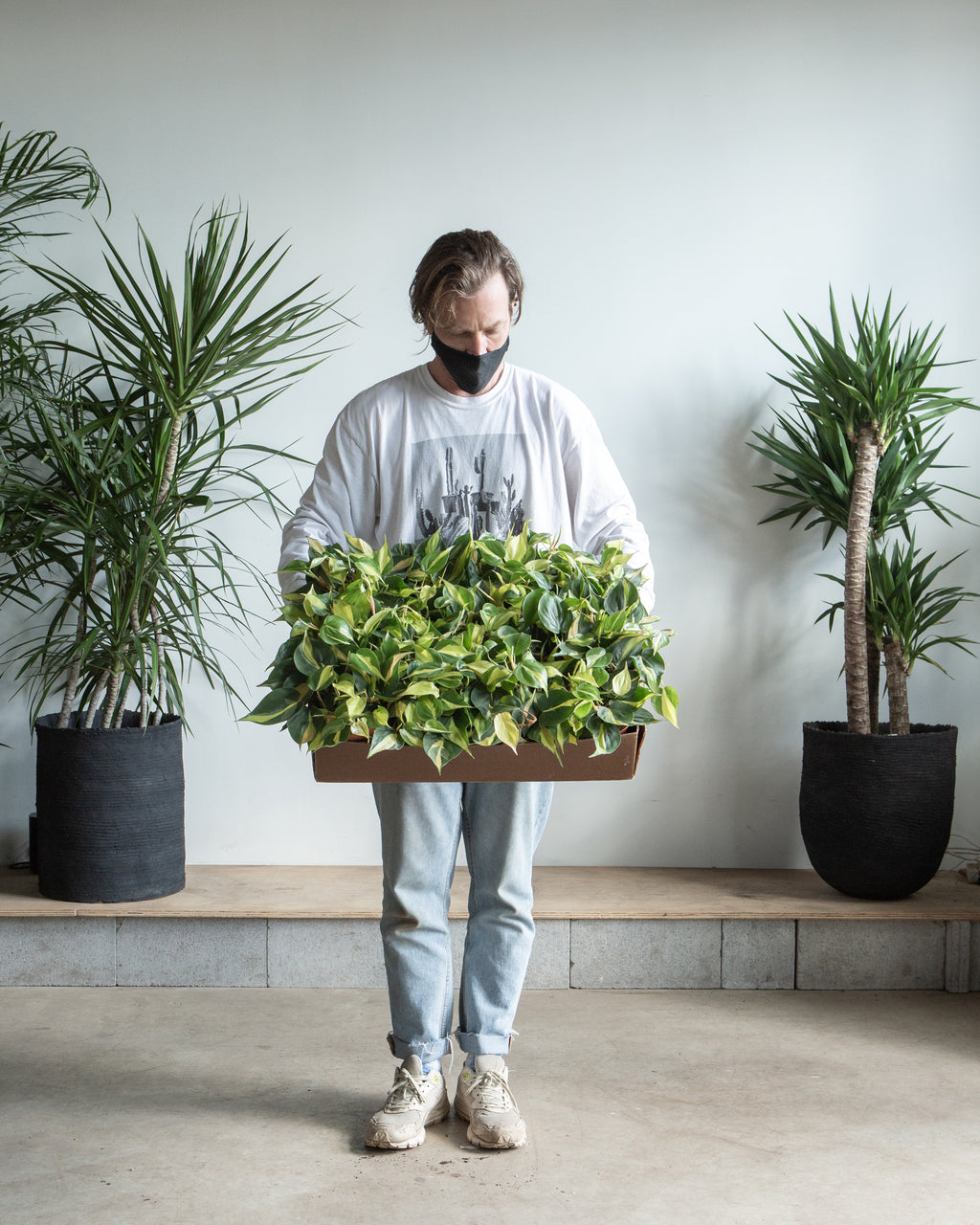 Brasil Heart Leaf: Philodendron cordatum - 6 inch pot