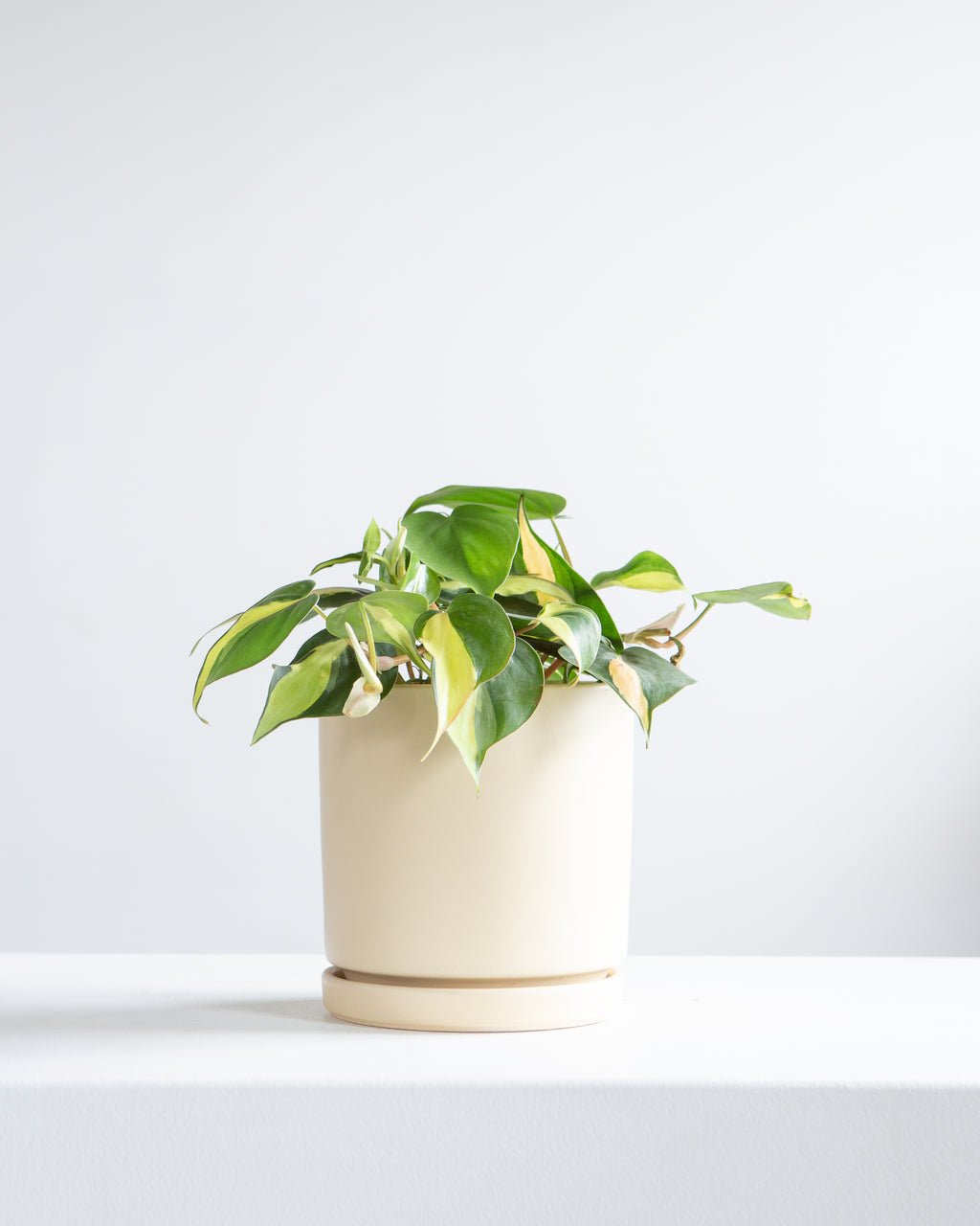 Brasil Heart Leaf: Philodendron cordatum - 6 inch pot