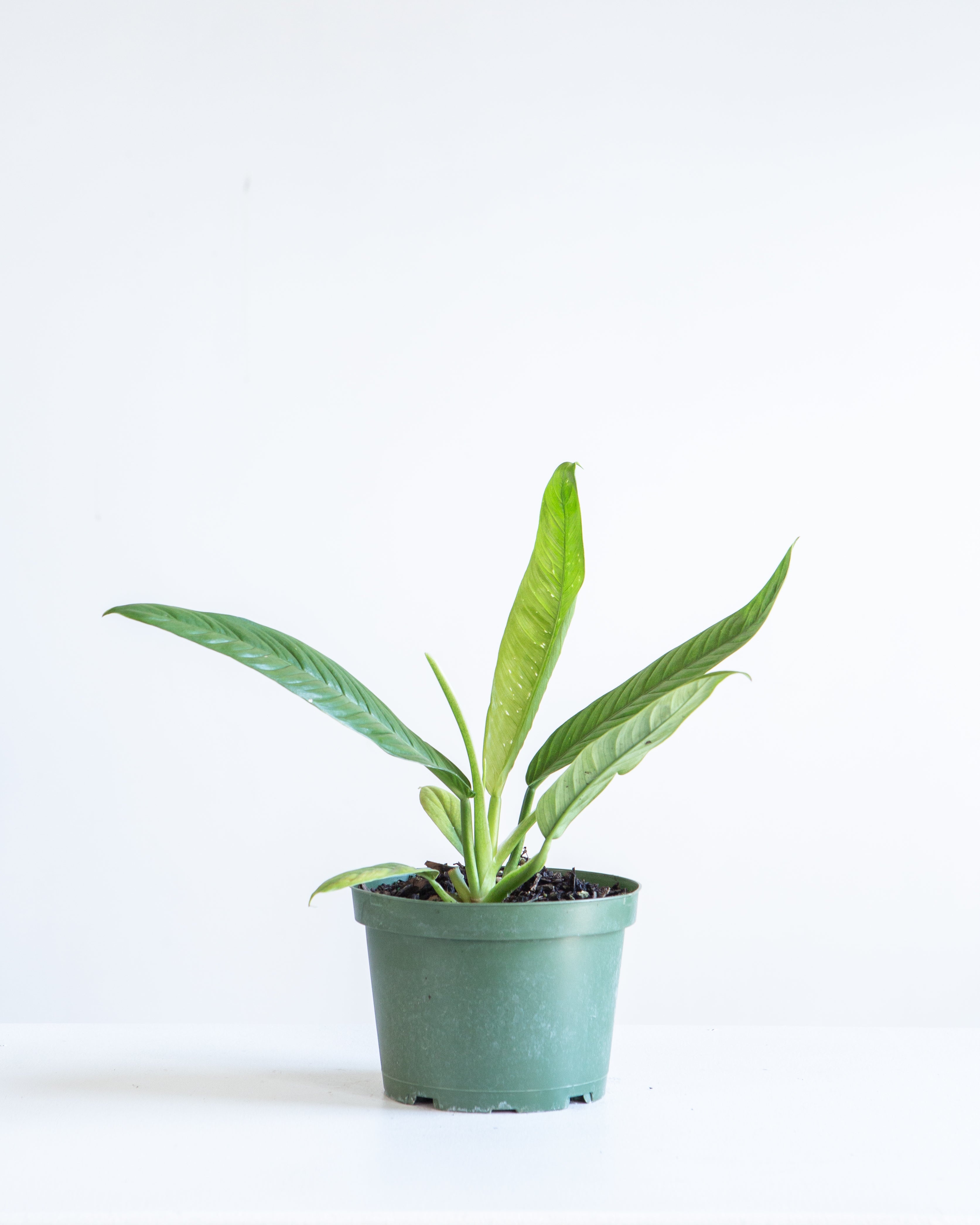 PHILODENDRON 'CAMPII' 6" Grower Pot